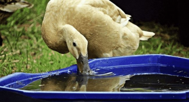 Typy napáječek pro domácí husy a jak to udělat sami